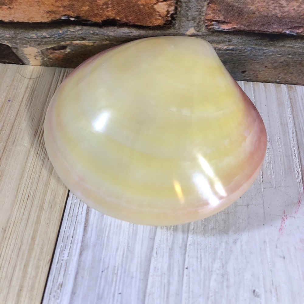Scallop seashell Decoration piece/paper weight